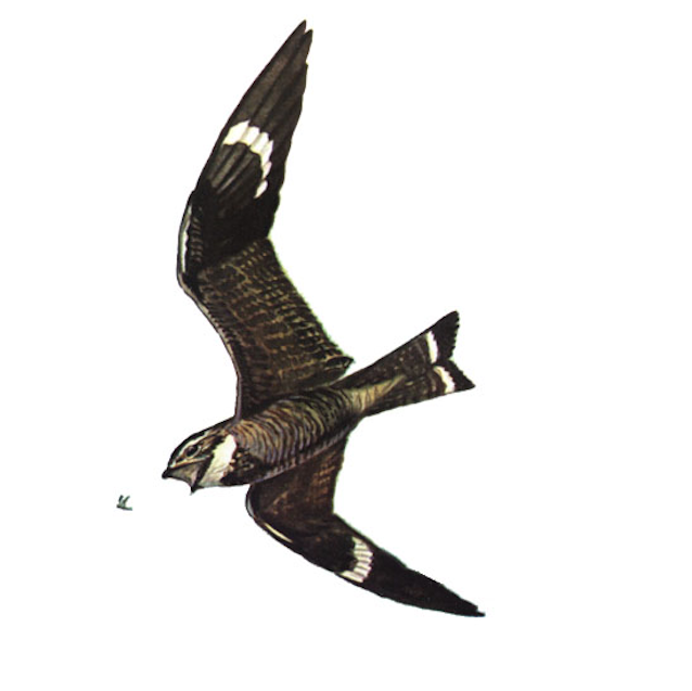 Common nighthawk